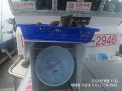 "돌문어" 500g전.후 중치들 전원마릿수 손맛~ (예약가능)  창원사랑호   0   2