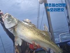 뉴오리온호 생미끼 낚시 실시간조황(15일) -야간문어자리있음