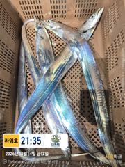 [통영라임호] 8.15. 광복절 갈치입항조황