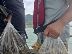 2차산란 돌문어 조황