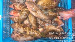 8월15일 붉바리외수질조황