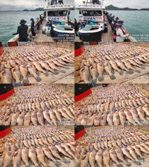 ♥붉바리들..이정도는 잡아봐야지요 초대박 붉바리조황입니다[2026년08월15일 ] ◎ 해마루호가 뜨는이유? 조황때문이죠 ◎ 핵심포인트: 바로진입.. 바로히트.. ▣ 차원이 다른 조황으로 모십니다 ▣ 요즘 붉바리낚시가 대세입니다