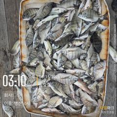 병산  감성돔35외 마리수 농어 마리수흘림조황~~