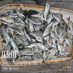 [고성] 병산 감성돔 35외 마리수 농어마리수 흘림조황~~