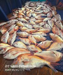 오늘의조황 - 8.15 닉스2호 참돔타이라바 대박조황~~100수~~ - 군산 닉스호,배낚시 및 바다낚시 전문