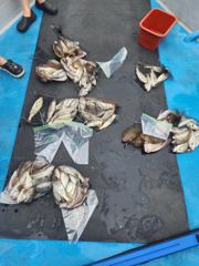 8월15일 백조기낚시 조황