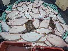 [광어조황] 8/15 태풍호 광어 조황