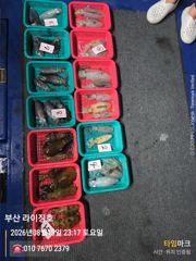 8월15일 무늬오징어