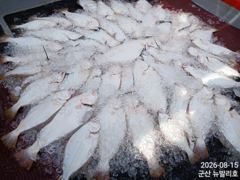▶ 8/15. 광어~생미끼. 조황. 뉴-발리호.