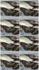 15일 군산 긴오전배 대사리 빠른 물속에서도 다잡아~!! -군산새만금낚시 행복호-