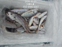 8/8, 군산백조기 쏟아집니다~ 초대박조황~~ "민어,농어,광어~8월 평일, 선비 빅이벤트(선비8만)"~내일도 갑니다~~ 군산 그랜드호