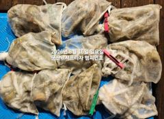 8/15일, 밤에 낚이는 문어-오늘도 갑니다~부쩍 커진 문어 ~굿조황~~"생미끼, 민어,농어,광어 8월 평일~선비 빅이벤트(선비8만)"~~군산 챔피언호
