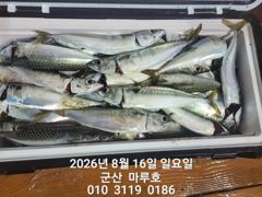 ★★ 8/15 [군산 대일피싱] 마루호 야간 고등어 라이트지깅~! 굿조황!~