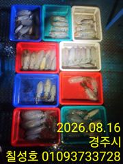 칠성3호 무늬오징어 조황입니다!