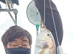 생활낚시조황 - 8/11 백조기 조황 - 무창포 테티스호,배낚시,바다낚시.선상낚시.생활낚시.전문