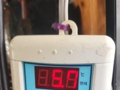 오늘의 조황 - 8/14 야무진호 (샤크호) 광어사냥 ~ - 오천항 샤크호