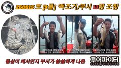 오늘의조황 - 8/15 토 [9물] 백조기/부서 13명 조항 입니다. - 루어파이터호