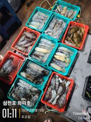 오늘 팁런 예약중입니다 내일 주간문어 정상출항합니다