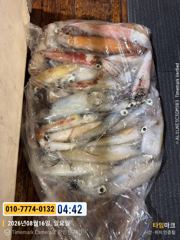 제주8화원호 폭우속 왕갈치 조황