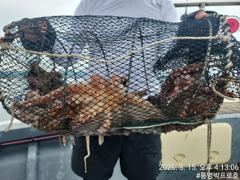 통영박프로호 돌문어 마릿수 조황