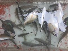 (선외기)문어 마릿수~감성돔 찌맛 손맛 중치급들로~(17일 예약)