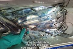 준내만 4지급 텐빈 은빛 갈치 마릿수 조황 내일부터 쭉 예약가능