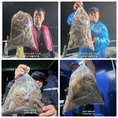 [사천] 8월 15일 야간 돌문어 조황!! 오늘 야간에도 출조 확정!!