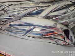 [통영] {통영호반호}먼바다 갈치조황~내일 정상출항함니다
