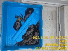 묵호항 무늬오징어