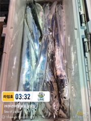 [통영라임호] 8월 16일 입항 조황 ! 다음주는갈치대박이다 ㅋㅋ