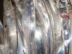 씨알좋아진내만갈치줄~줄마릿수굿~오늘도고~