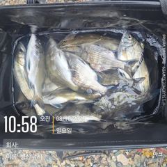 병산  감성돔 농어 마리수  비속의 선외기조황~~