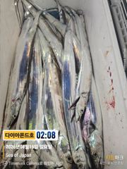 [진해] 비바람에도 대박 은빛갈치 바글바글! 예약가능전화주세요~