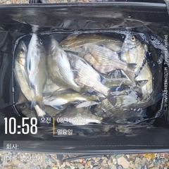 [고성] 벙산 감성돔 농어마리수 비속의 선외기 조황~~