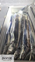 제주대박호 용가리급 갈치조황 올립니다
