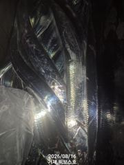 4지,3.5지,3지 텐빈 철수조황~ 화요일 부터