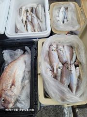 백조기조황 - 8/16 백조기,참돔 쿨러조황 - 무창포 수지호 수지배낚시