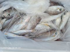 백조기조황 - 8/12 쿨러조황 - 무창포 수지호 수지배낚시