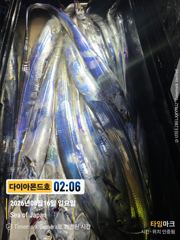 비바람에도 대박 은빛갈치 바글바글~ 예약가능! 전화주세요~