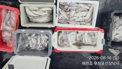 조황정보 - 8/16 백조기 조황 - 무창포선상낚시