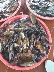 삼천포 물새호 내일문어 예약중입니다