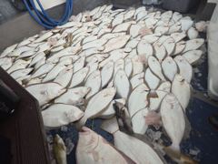 오늘의 조황 - 8월8일(토) 광어 조황입니다 - 대야도 피싱아일랜드
