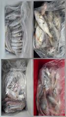 오늘의조황 - 8일 파워피싱호 백조기 조황입니다 - 마량포낚시,배낚시,선상낚시