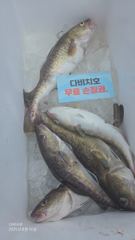 23.8.16일 대구라바 조황 입니다