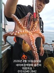 군산 대호피싱 야간 문어낚시 대박치고 있네요