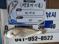 8월 16일 홍원항 아일랜드호 백조기 이벤트! 드디어 35cm 킬사이즈 등장! 왕중왕전 1위 탈환!