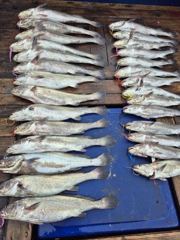 [격포 새천년호] 8,16 격포새천년호 민어 마릿수 좋아지네요ㆍ