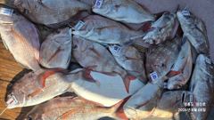 오늘의조황 - 8월8일 참돔 타이라바~ 조황 - 영흥도 선상 루어낚시 전문 - 영진호