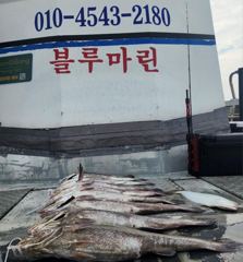 조황정보 - [격포블루마린호] 8/15 외수질 조황 - 격포 와따피싱,배낚시,선상낚시