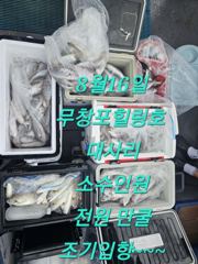 조황정보 - 8/16 백조기 조황 - 무창포 힐링호,배낚시,선상낚시,바다낚시,생활낚시,전문